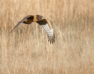 Northern Harrier 0871